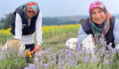 Kocaeli’de mor tarlalarda lavanta hasadı başladı