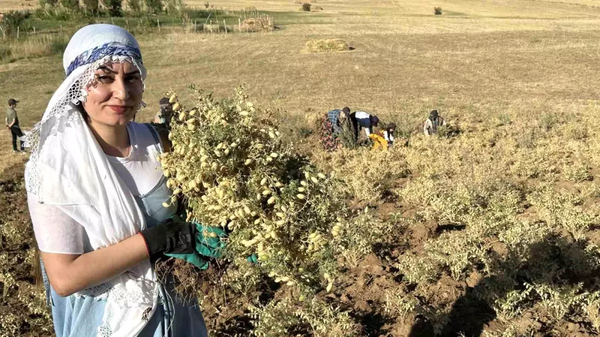 Hakkari’de Kadın Kooperatifi İlk Nohut Hasadını Gerçekleştirdi