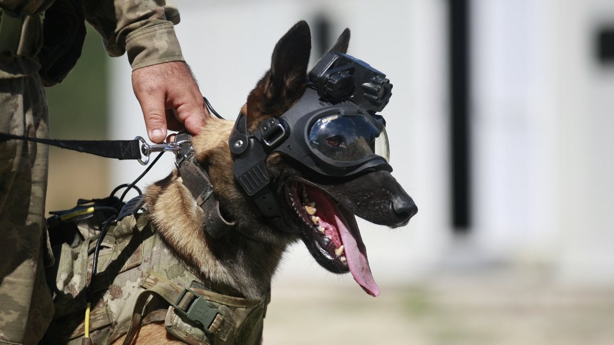 TSK’nın eğitimli köpekleri için yeni bir sistem tasarlandı